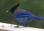 Stellar Jay