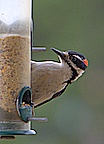 Hairy/Downy Woodpecker