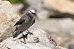 Clark's Nutcracker