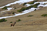 Elk