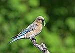 Mountain Bluebird (female)