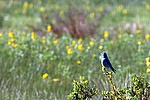 Mountain Bluebird (male)