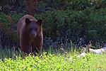 Brown Bear