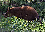 Brown Bear