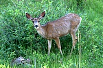 Young deer